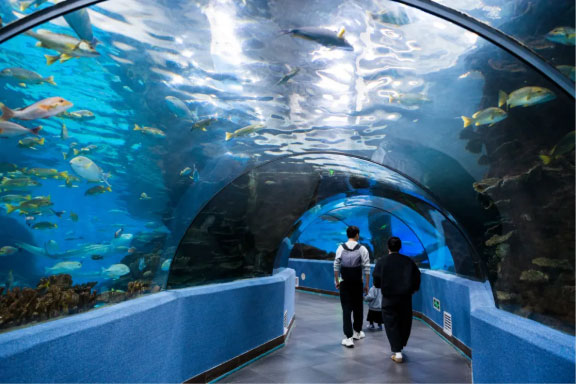 寒假遛娃天花板！合肥海洋世界游玩全攻略，暖冬遛娃不費(fèi)媽